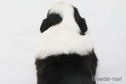 成約済の神奈川県のボーダーコリー-359955の3枚目